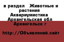  в раздел : Животные и растения » Аквариумистика . Архангельская обл.,Архангельск г.
